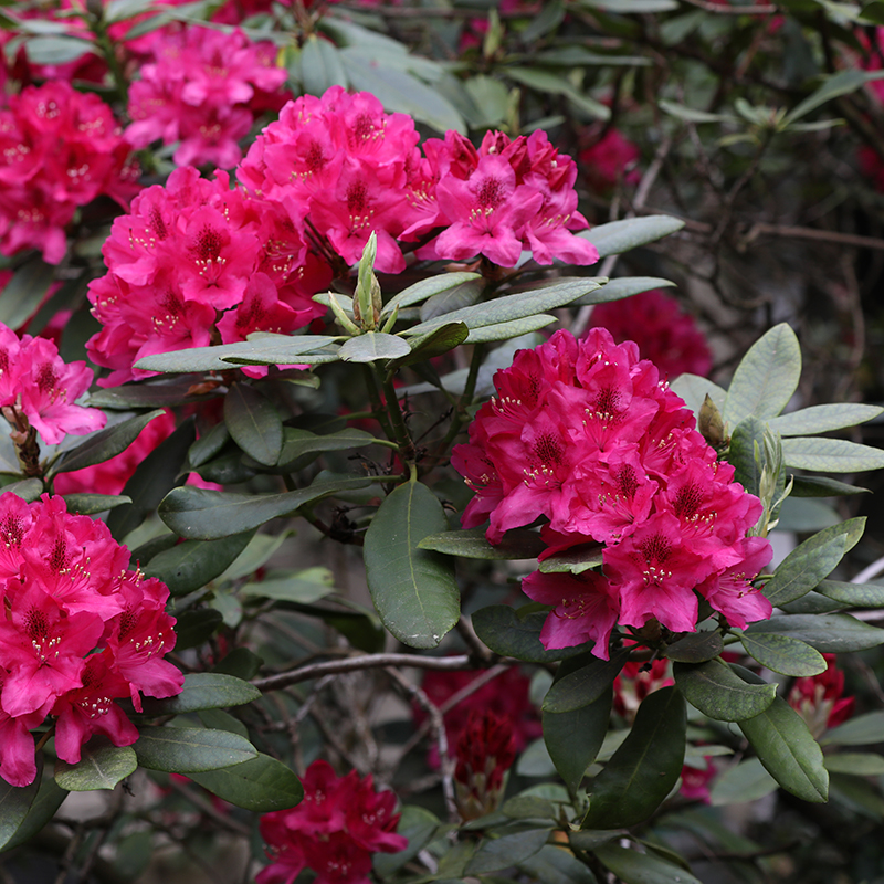 Beaufitul magenta red flowers of the Rhododendron 'Nova Zembla'